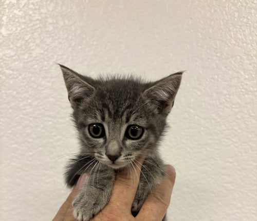 GONZO (BC) - Tabby available for adoption