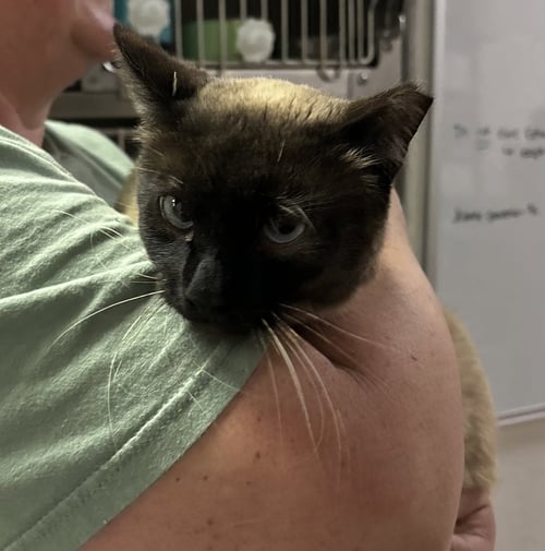 AGGY ( BC) - Siamese available for adoption