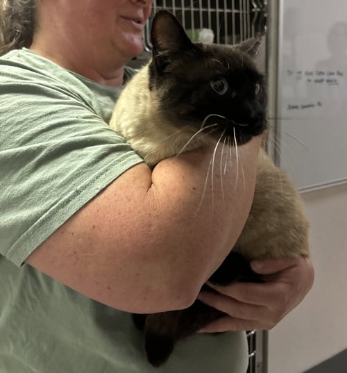 AGGY ( BC) - Siamese available for adoption