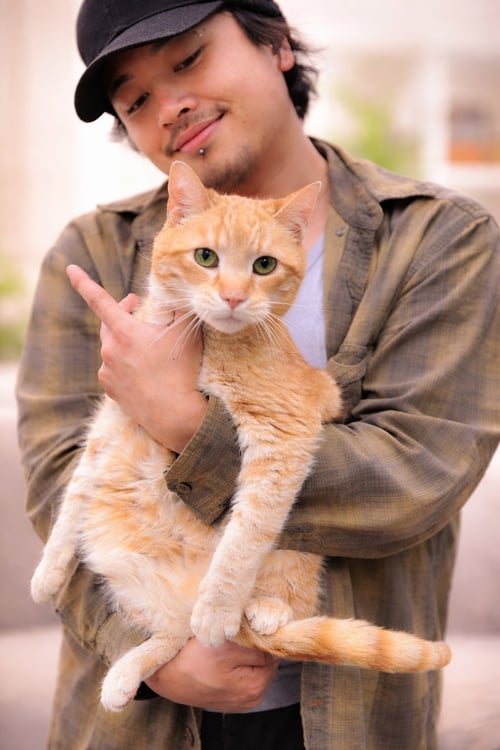 TABITHA NAPA - Domestic Short Hair available for adoption