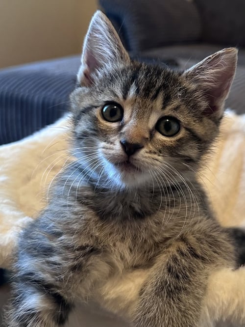 ANGELIQUE ( MONICA) - Tabby available for adoption