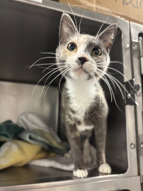 HARMONY ( BC) - Calico available for adoption