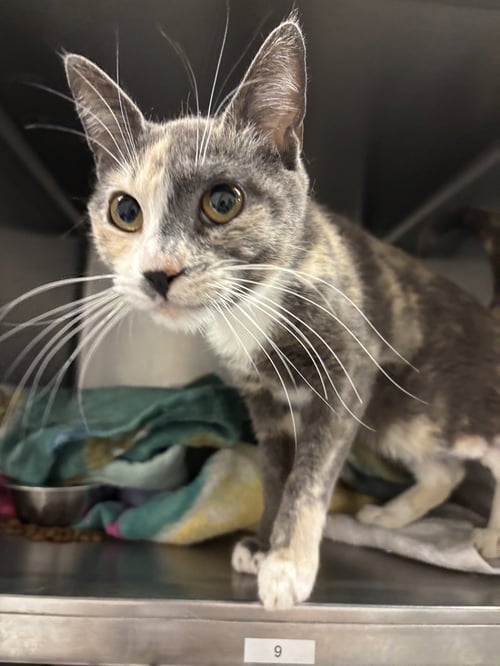 HARMONY ( BC) - Calico available for adoption