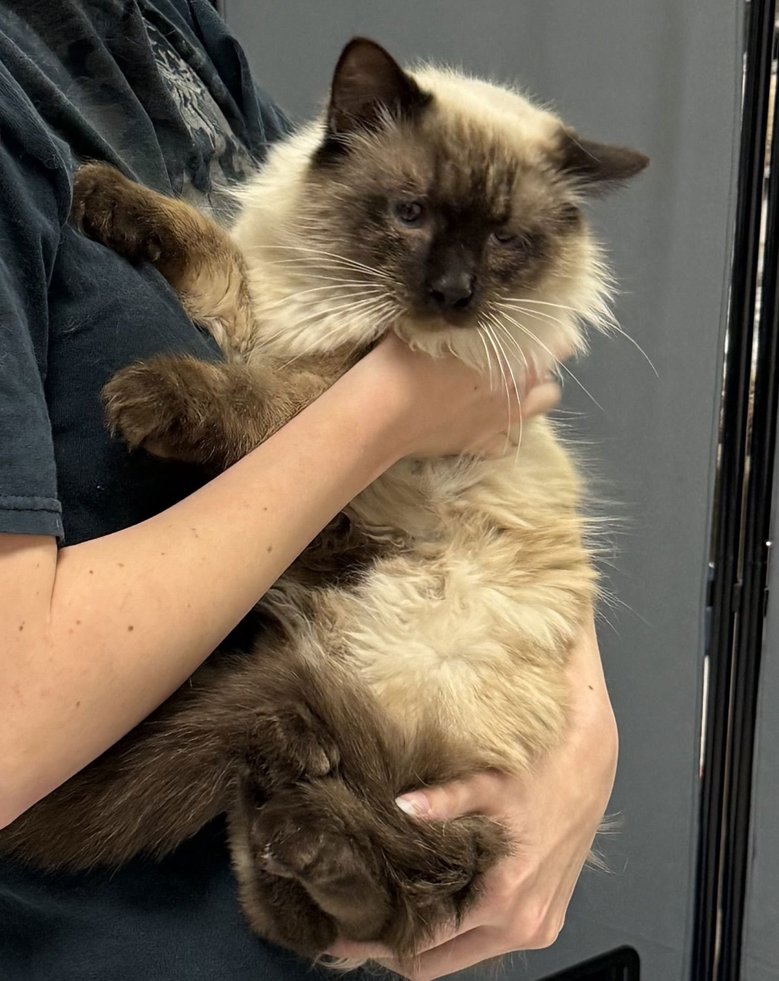 POLO ( BC ) - Snowshoe / Balinese available for adoption