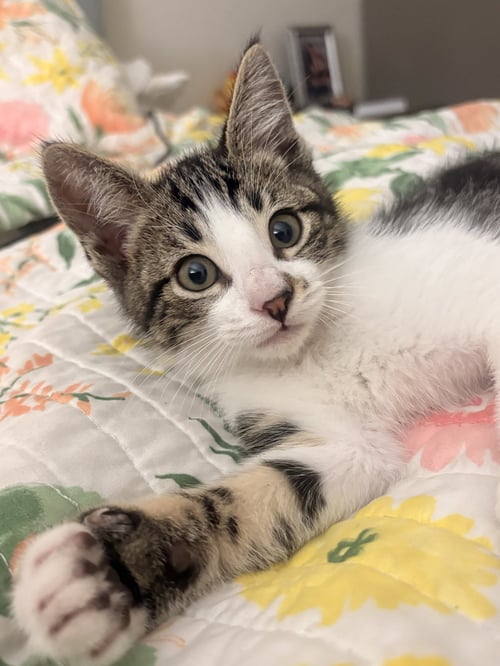 ANNA NAPA - Tabby available for adoption