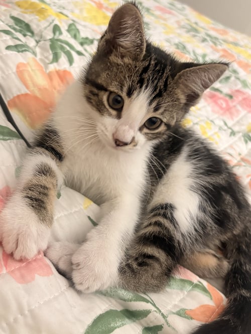 ANNA NAPA - Tabby available for adoption