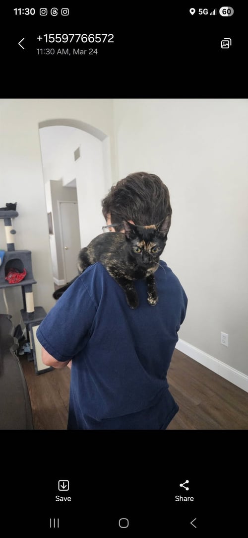 DOT ( ALICE) - Tortoiseshell available for adoption