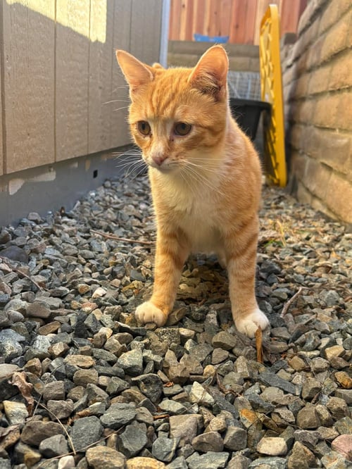 GASTON - Tabby available for adoption