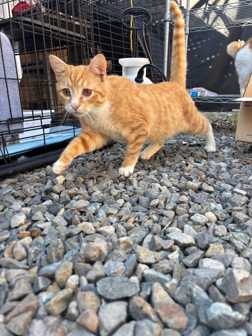 GASTON - Tabby available for adoption