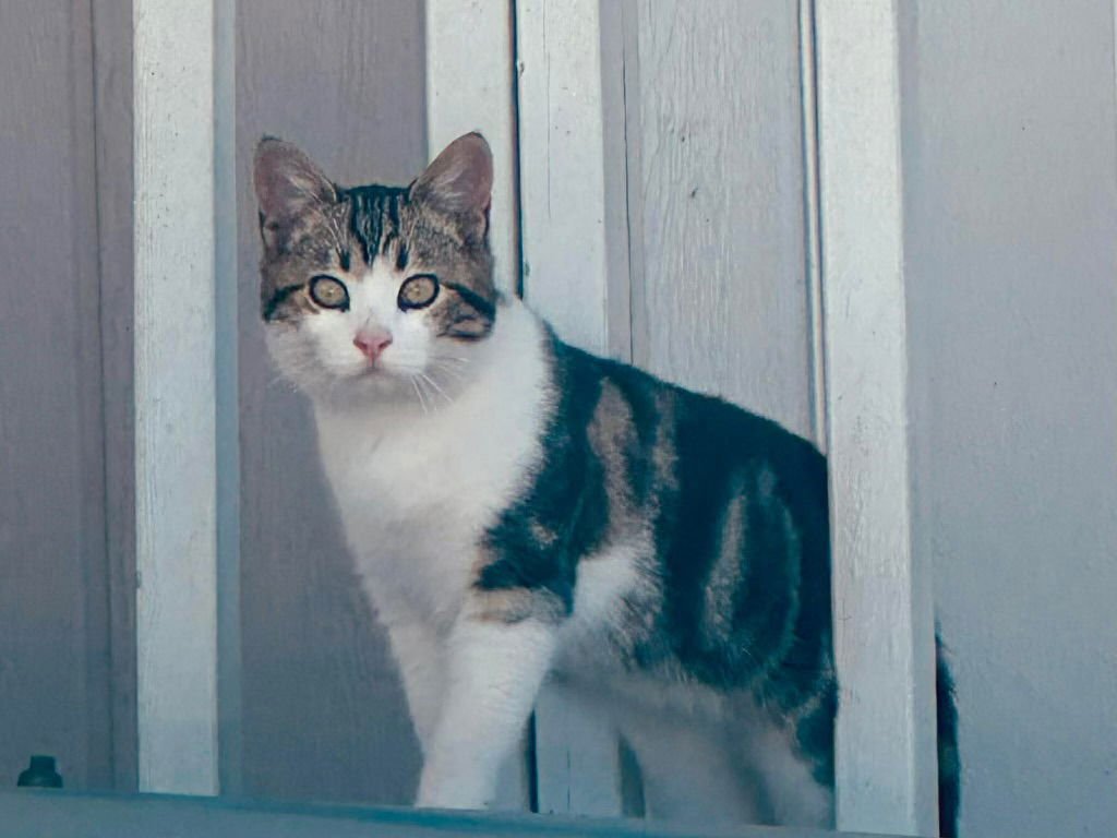 BEAU ( BC) - Tabby available for adoption