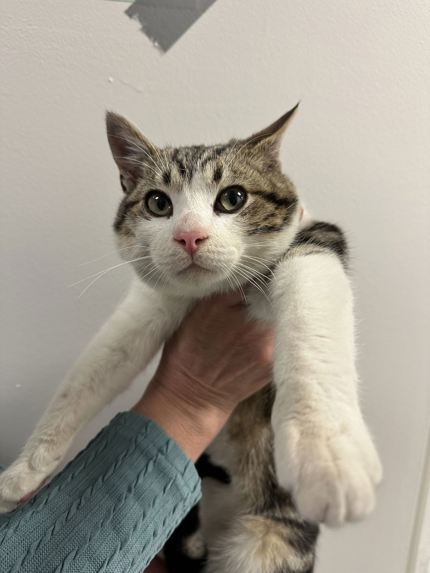 BEAU ( BC) - Tabby available for adoption