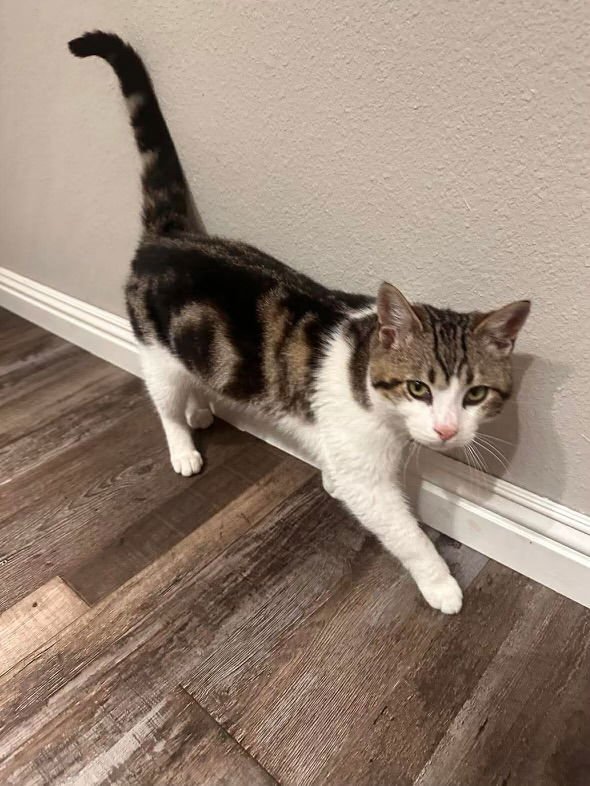 Beau ( BC) - Photo 3