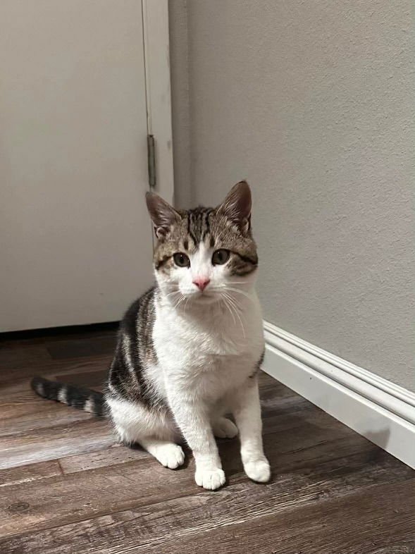 Beau ( BC) - Photo 4