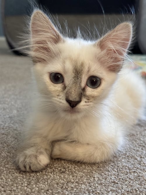 LUNA NAPA - Siamese available for adoption