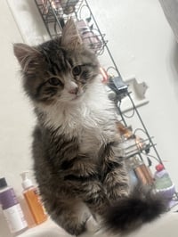 Bella ( Amalia ) - Photo 1