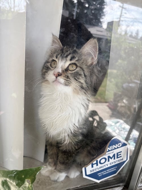 BELLA ( AMALIA ) - Tabby / Maine Coon available for adoption