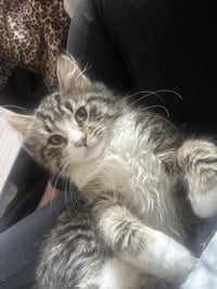 Bella ( Amalia ) - Photo 3