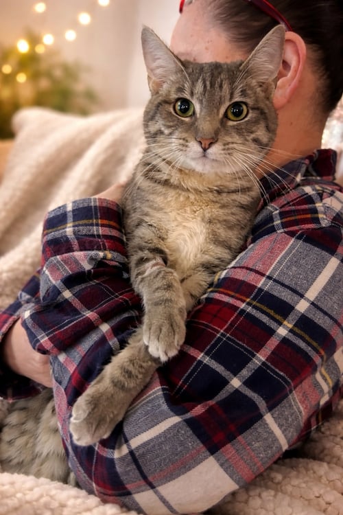 HONEY - Tabby available for adoption