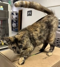 Tortellini (BC) - Photo 1