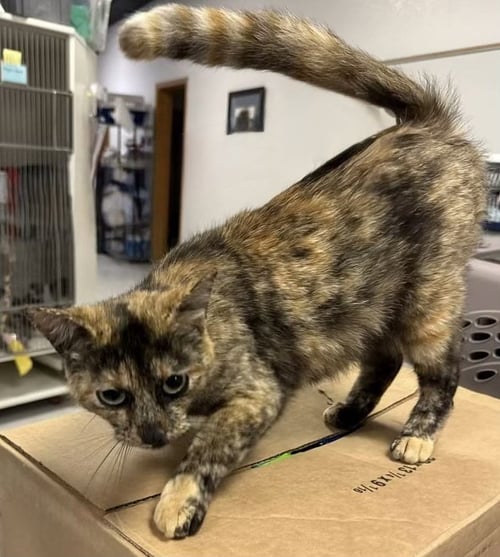 TORTELLINI (BC) - Tortoiseshell available for adoption
