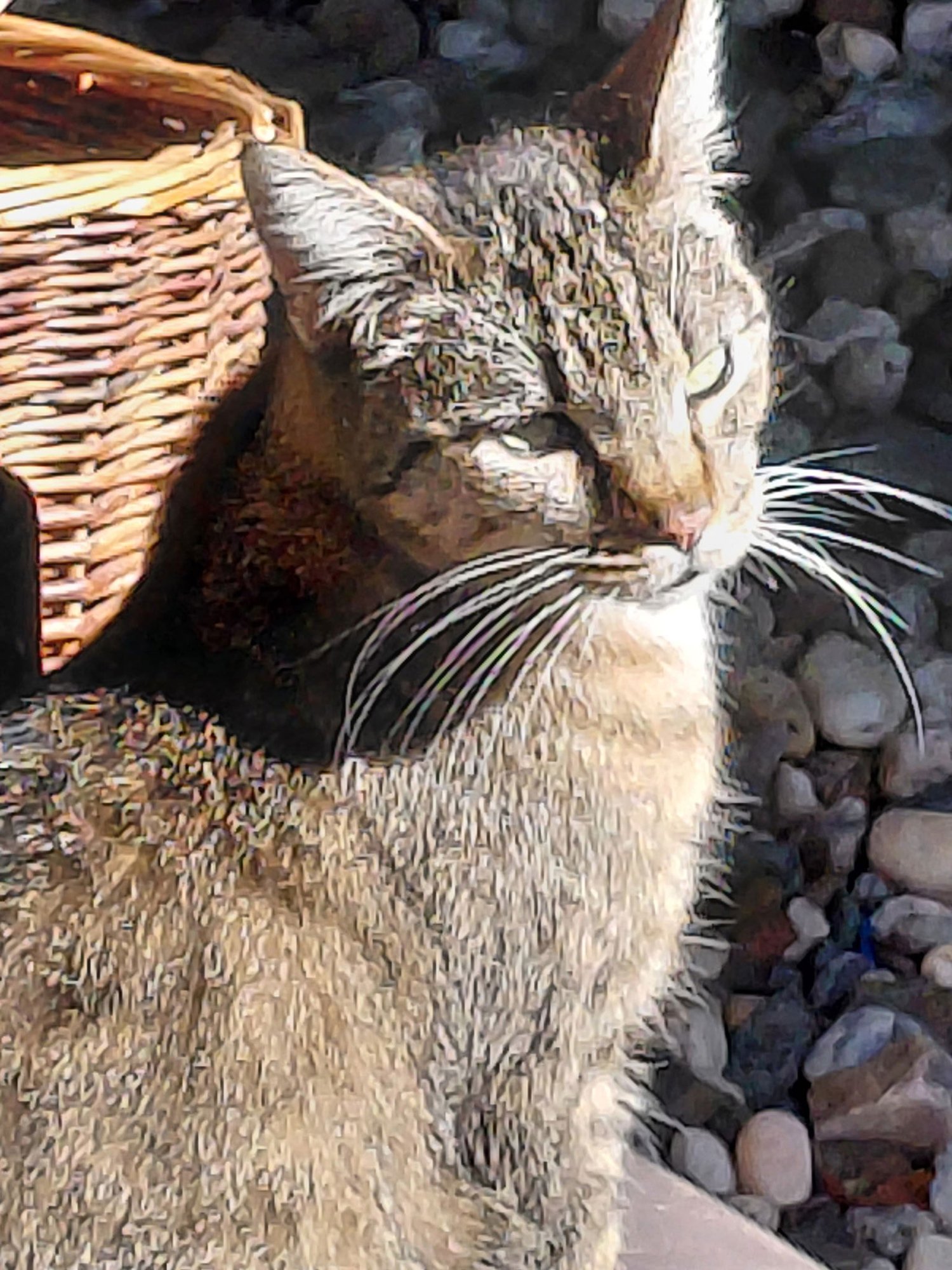 PATSY NAPA - Tabby available for adoption