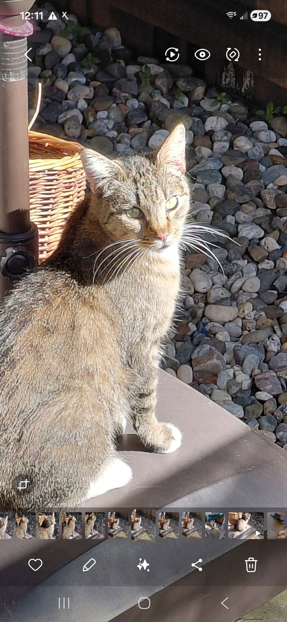 PATSY NAPA - Tabby available for adoption