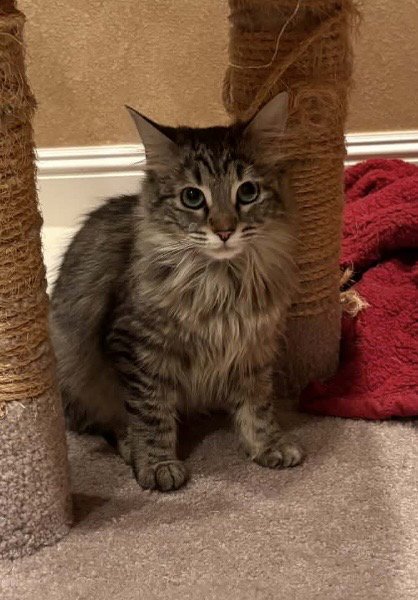 LOLA NAPA - Maine Coon available for adoption