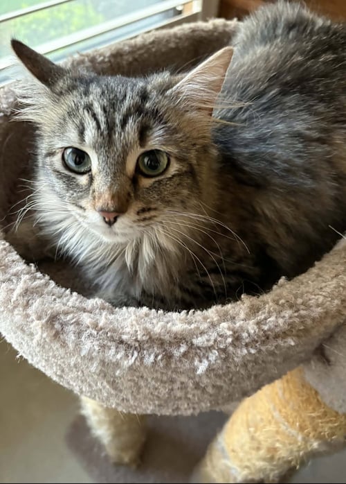 LOLA NAPA - Maine Coon available for adoption