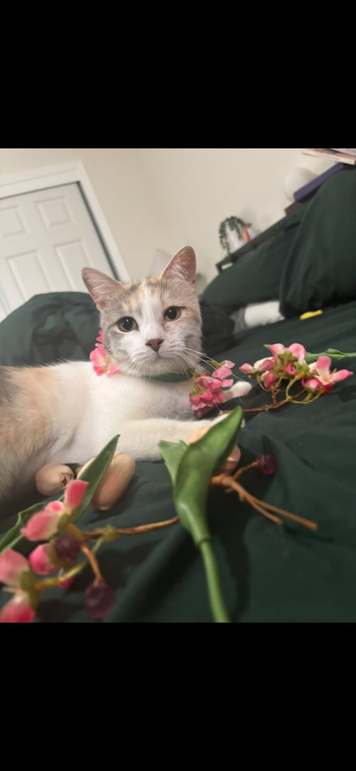 SNICKERDOODLE ( CW) - Calico available for adoption