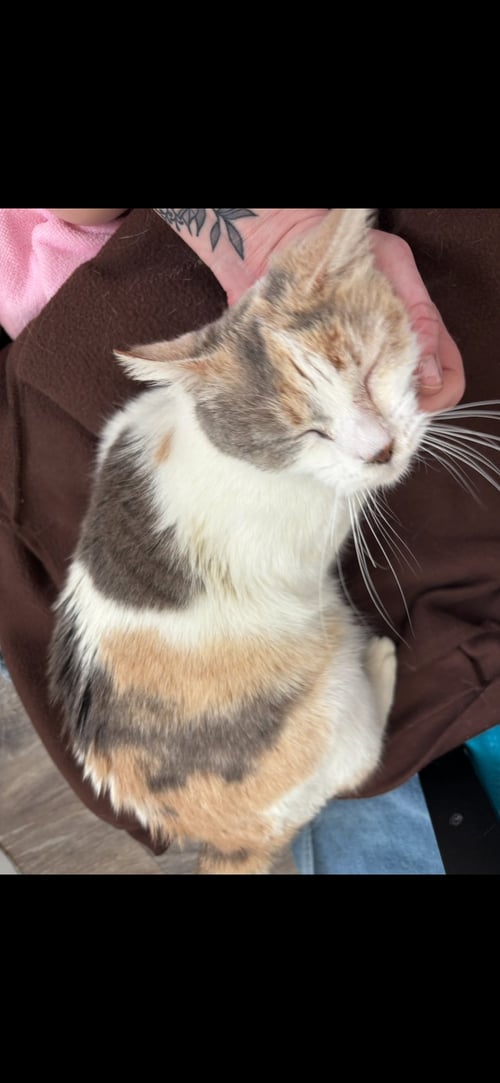 SNICKERDOODLE ( CW) - Calico available for adoption