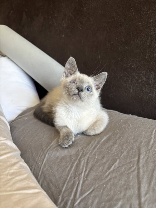 DUST BUNNY ( BC) NAPA - Siamese available for adoption