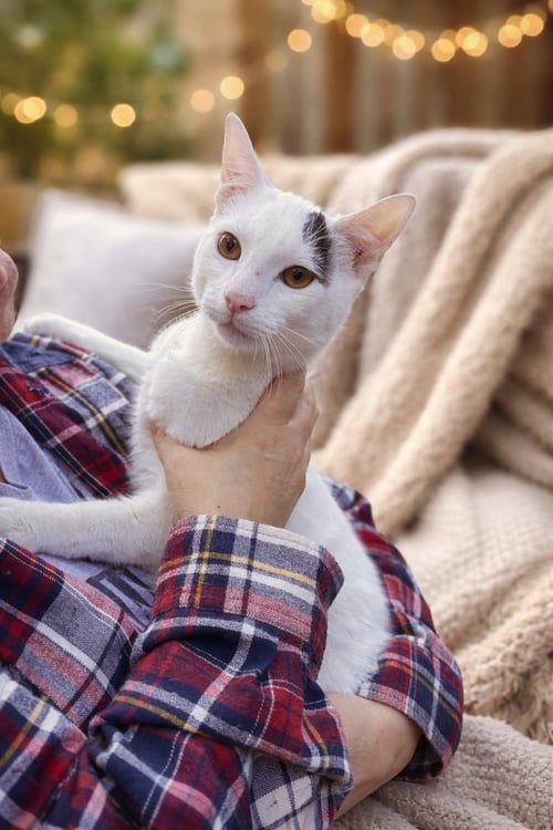 KYLAN NAPA - Turkish Van available for adoption