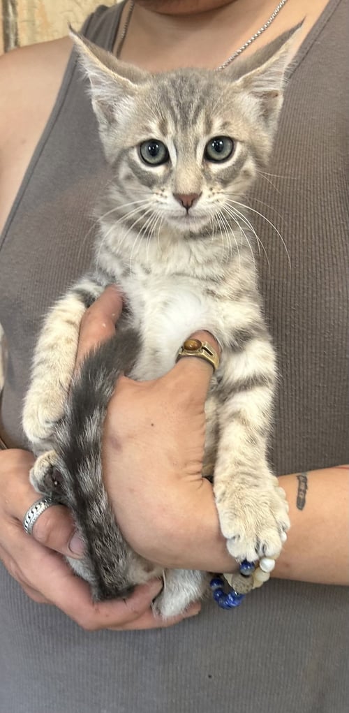CASANOVA NAPA - Domestic Short Hair available for adoption