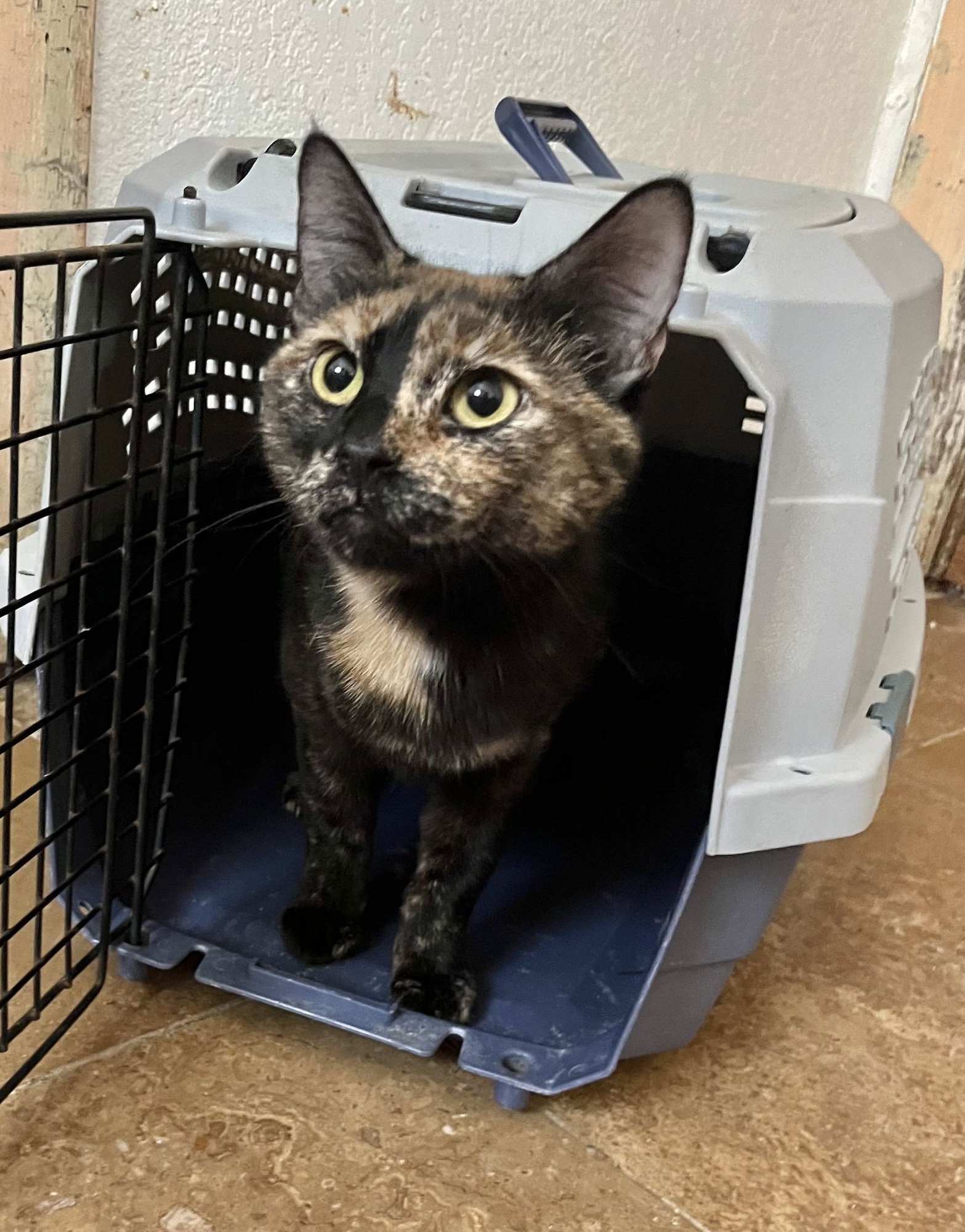 KITSU NAPA - Tortoiseshell available for adoption