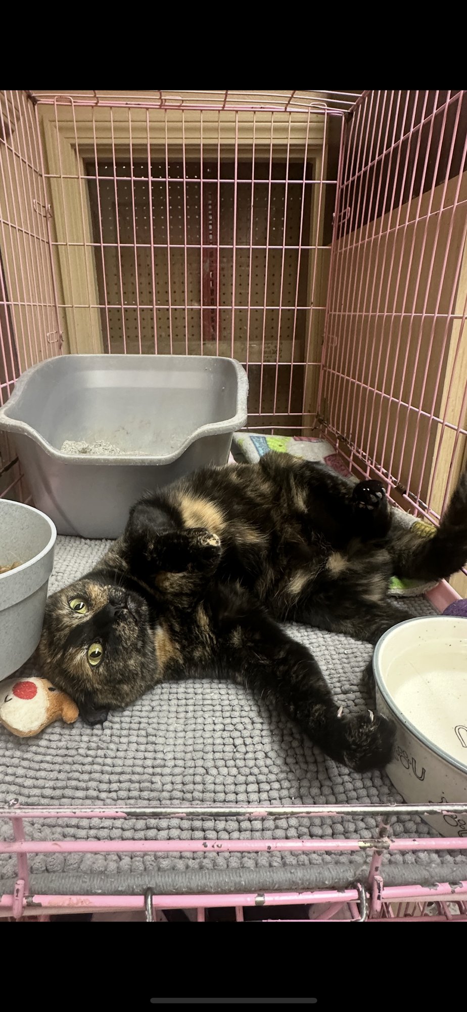 KITSU NAPA - Tortoiseshell available for adoption