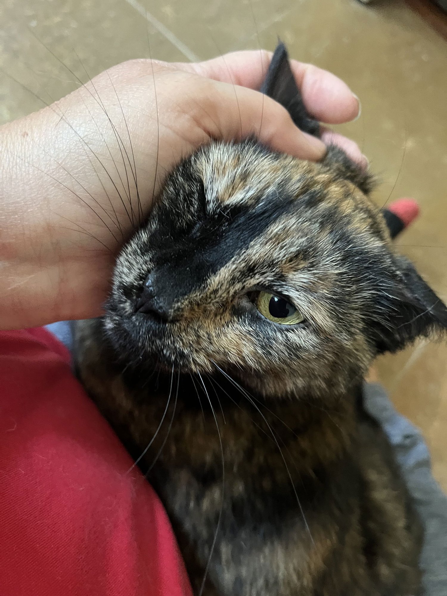 Kitsu NAPA - Photo 3