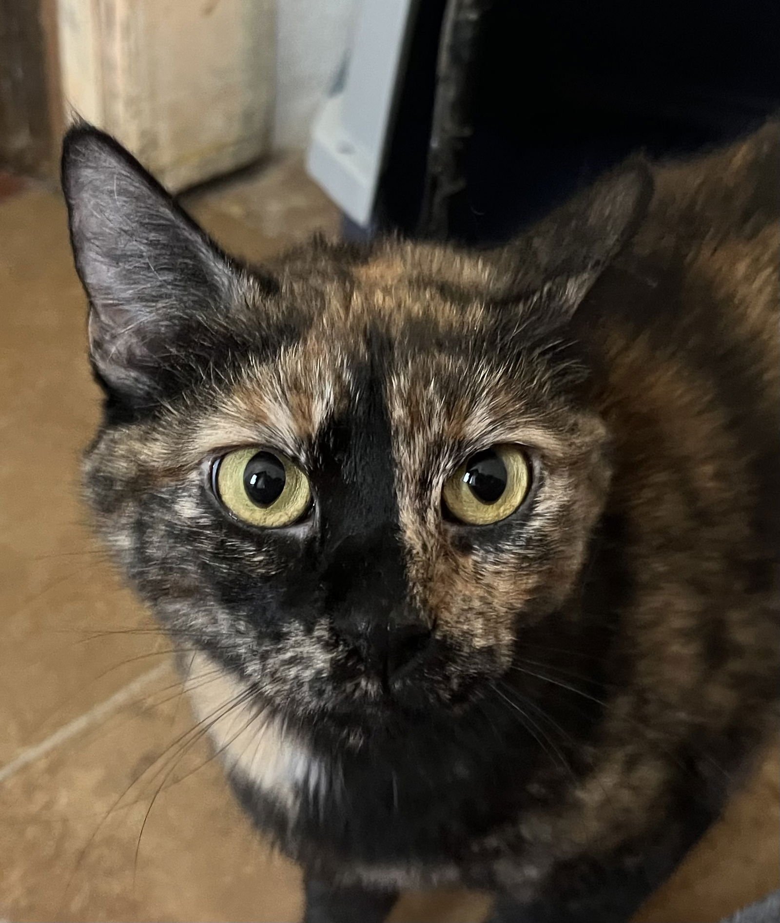 Kitsu NAPA - Photo 4