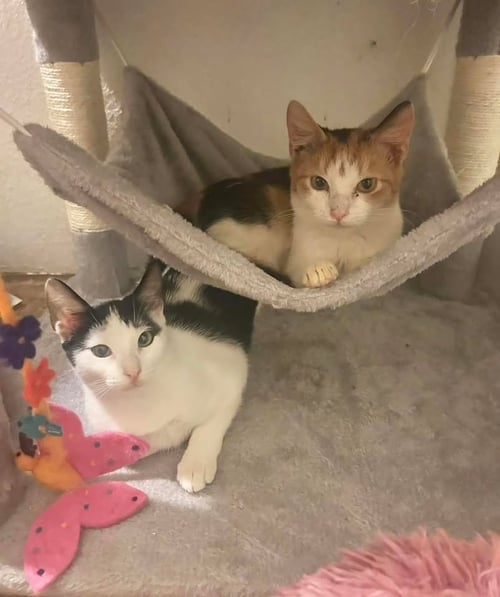 JASMINE AND LILYCOI - Calico / Tuxedo available for adoption