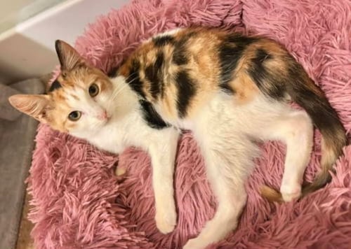 JASMINE AND LILYCOI - Calico / Tuxedo available for adoption