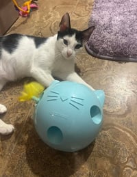 Jasmine and Lilycoi - Photo 4