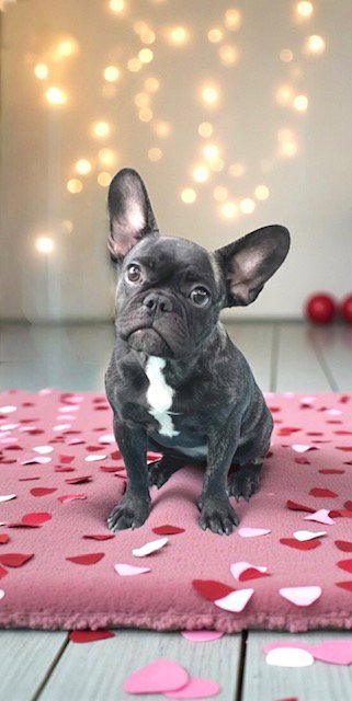 KIRSTIE - French Bulldog available for adoption