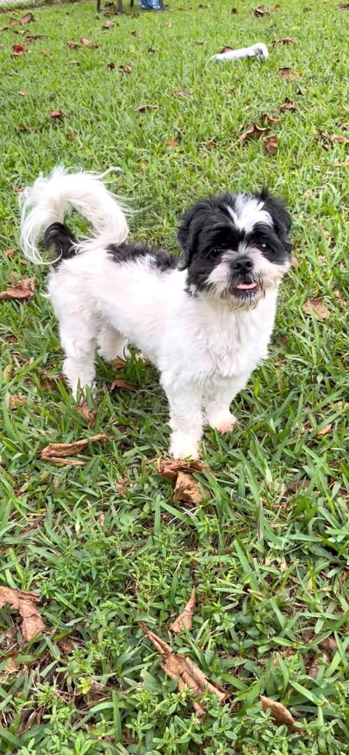 FUJI - Shih Tzu available for adoption