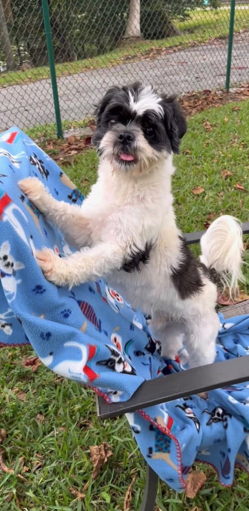 FUJI - Shih Tzu available for adoption