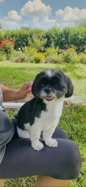 ROSE AMIE - Shih Tzu available for adoption