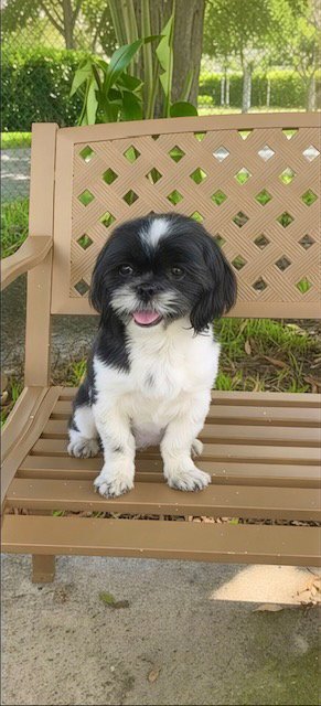 ROSE AMIE - Shih Tzu available for adoption