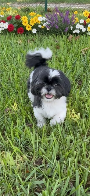 ROSE AMIE - Shih Tzu available for adoption