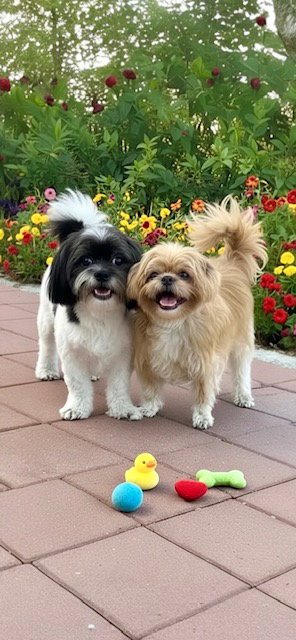 MIKEY JAMES & LEO THOMAS - Shih Tzu available for adoption