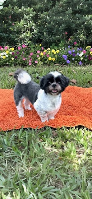 DOMINIC JAMES - Shih Tzu for adoption in Miramar