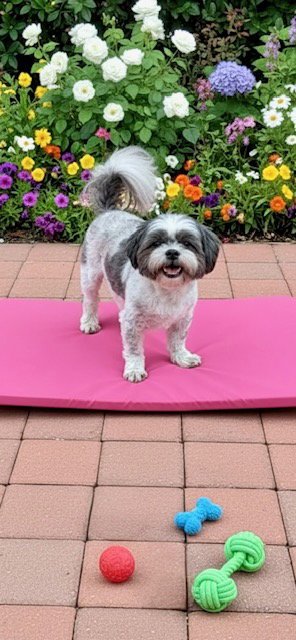 CAFE MOCHA - Shih Tzu available for adoption