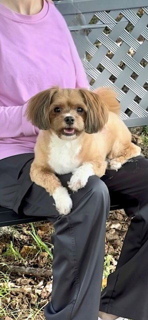 DIAMOND - Shih Tzu / Poodle (unknown type) available for adoption